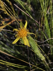Senecio pinifolius