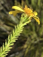 Senecio pinifolius