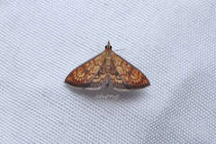 Ecpyrrhorrhoe rubiginalis