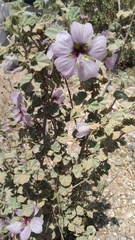 Malva subovata