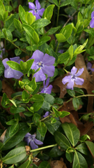 Vinca minor