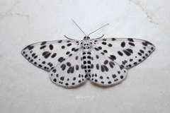 Antipercnia albinigrata