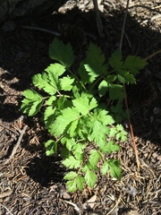 Osmorhiza depauperata