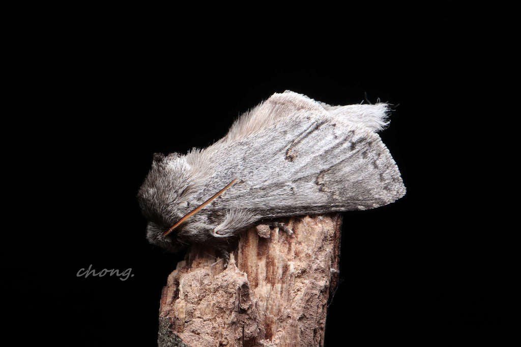 Neodrymonia deliana