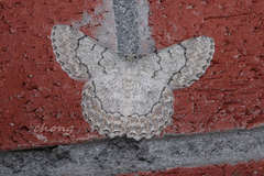 Pingasa ruginaria pacifica