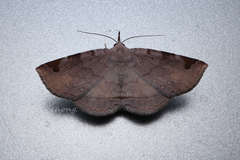 Mecodina subcostalis
