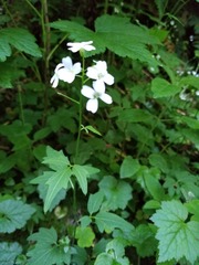 Cardamine angulata