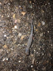 Ichthyosaura alpestris