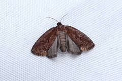 Cryptaspasma