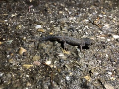 Ichthyosaura alpestris
