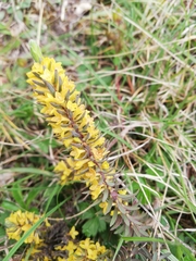 Thymelaea ruizii