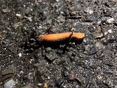 Ichthyosaura alpestris