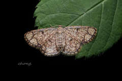 Pylargosceles steganioides
