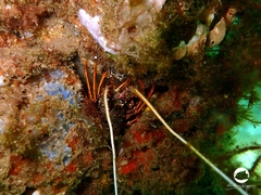 Panulirus cygnus