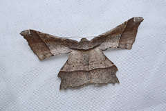 Krananda latimarginaria