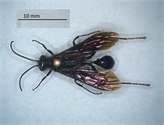 Chalybion californicum