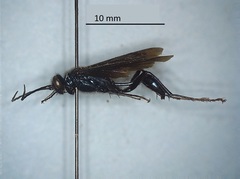 Chalybion californicum