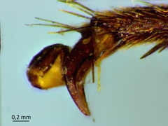 Chalybion californicum