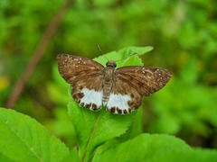 Tagiades ultra