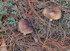 Stropharia formosa