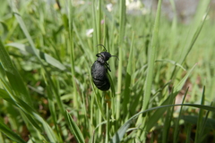 Meloe tuccius