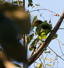 Amazona xantholora