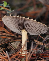 Stropharia formosa
