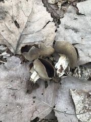Helvella solitaria