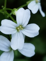 Cardamine angulata