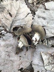 Helvella solitaria