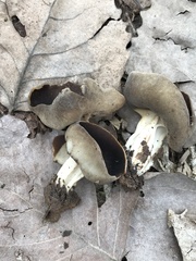 Helvella solitaria