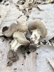 Helvella solitaria