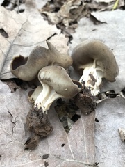 Helvella solitaria