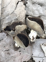 Helvella solitaria