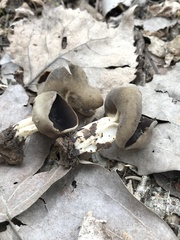 Helvella solitaria
