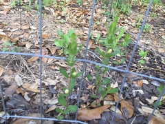 Dyschoriste oblongifolia