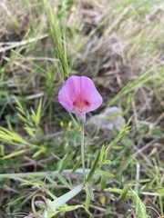 Lathyrus clymenum