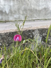 Lathyrus clymenum
