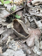Helvella solitaria