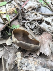 Helvella solitaria