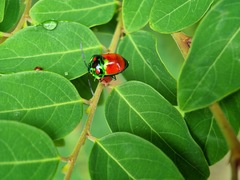 Chrysocoris eques