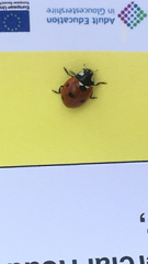 Coccinella septempunctata