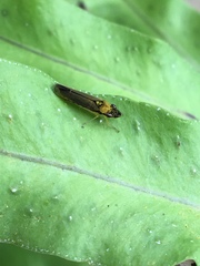 Acrogonia terminalis