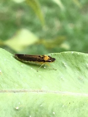 Acrogonia terminalis