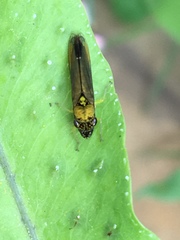 Acrogonia terminalis