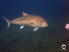Seriola hippos