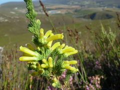 Erica galpinii