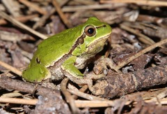 Hyla intermedia perrini