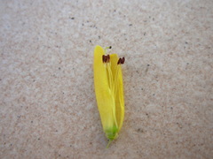 Erica galpinii