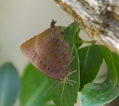 Arhopala madytus
